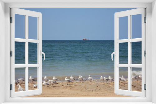Fototapeta Naklejka Na Ścianę Okno 3D - Seagulls at Exmouth Beach - Western Australia