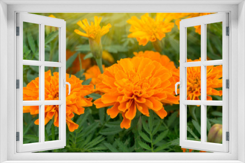 Fototapeta Naklejka Na Ścianę Okno 3D - orange marigolds  bloom with morning light