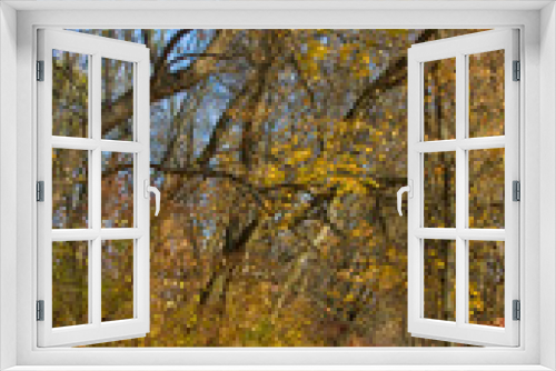 Fototapeta Naklejka Na Ścianę Okno 3D - image of autumn forest landscape closeup