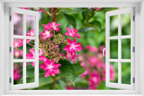 Fototapeta Naklejka Na Ścianę Okno 3D - 鮮やかな紫陽花　ピンク