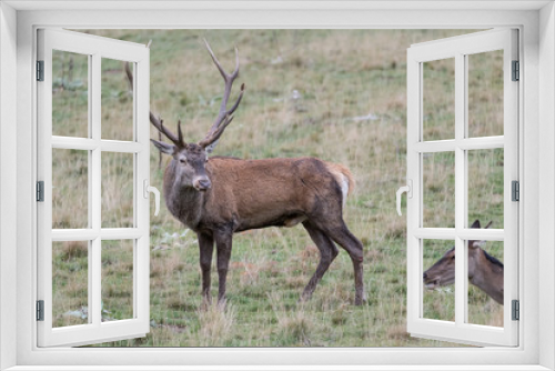 Fototapeta Naklejka Na Ścianę Okno 3D - Beautfiul Red deer male in Apennine mountains (Cervus elaphus)