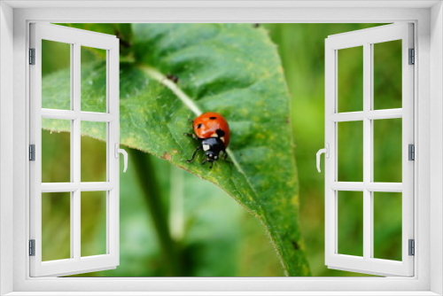 Fototapeta Naklejka Na Ścianę Okno 3D - ladybug on a leaf