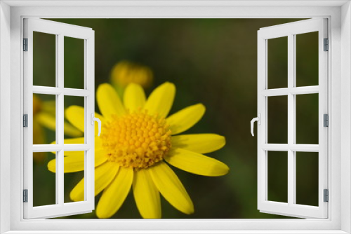 Fototapeta Naklejka Na Ścianę Okno 3D - yellow flower on background of green grass