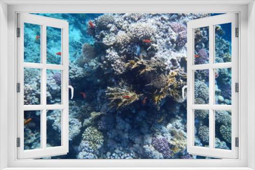 Fototapeta Naklejka Na Ścianę Okno 3D - Red Sea underwater landscape with fishes and corals. Natural background