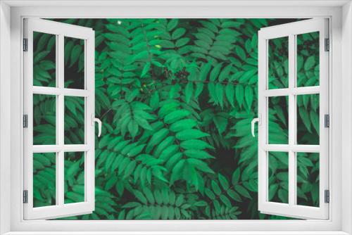 Fototapeta Naklejka Na Ścianę Okno 3D - Many green leaves top view background