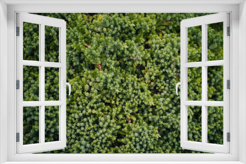 Fototapeta Naklejka Na Ścianę Okno 3D - Grüne Pflanze #12