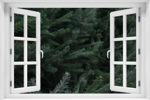 Fototapeta Naklejka Na Ścianę Okno 3D - Tree branches. Beautiful green background