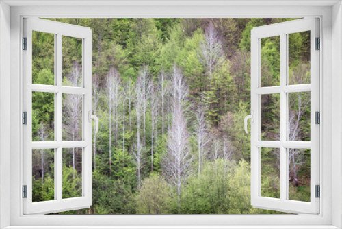 Fototapeta Naklejka Na Ścianę Okno 3D - Panoramic view of group of dry, white birch trees in the middle of green, vivid, early spring sunlit forest