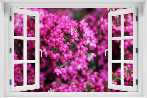 Fototapeta Naklejka Na Ścianę Okno 3D - Fresh natural heather flower, Erica branch blooming.