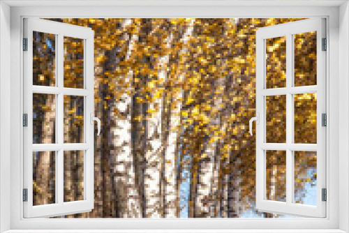 Fototapeta Naklejka Na Ścianę Okno 3D - White trunks of birch trees and yellow foliage