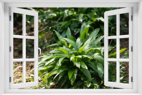 Fototapeta Naklejka Na Ścianę Okno 3D - Plant green leaves in garden