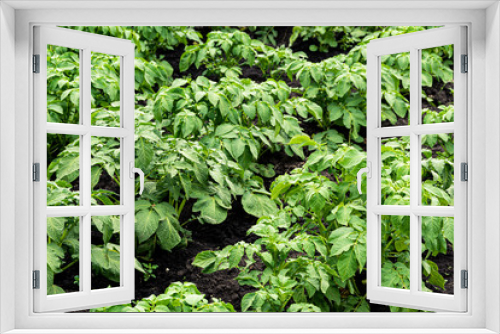 Fototapeta Naklejka Na Ścianę Okno 3D - Green potato leaves grow on farm in garden