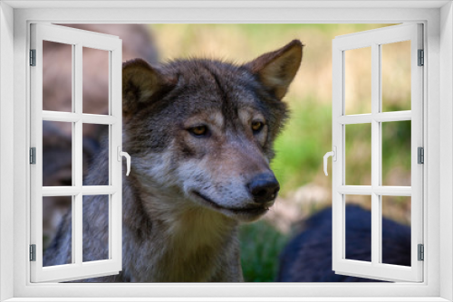 Fototapeta Naklejka Na Ścianę Okno 3D - Wolf
