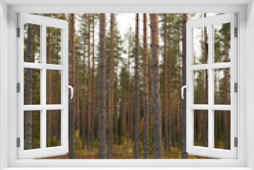 Fototapeta Naklejka Na Ścianę Okno 3D - Finland forest