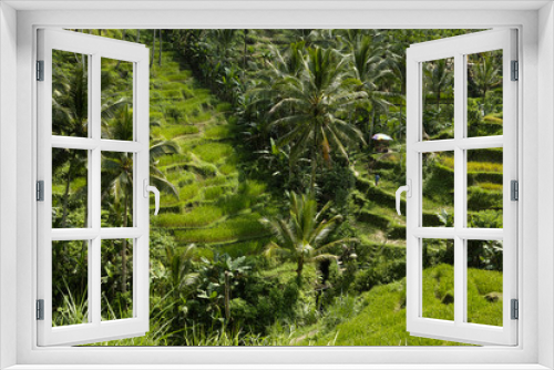 Fototapeta Naklejka Na Ścianę Okno 3D - The beautiful Tegalallang rice terraces near Ubud in Bali