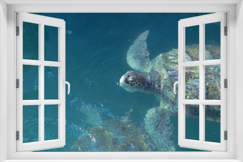 Fototapeta Naklejka Na Ścianę Okno 3D - sea turtle swimming in blue water