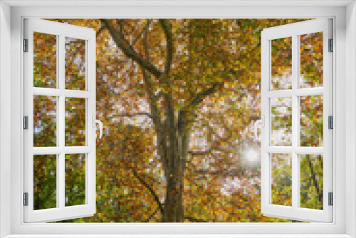 Fototapeta Naklejka Na Ścianę Okno 3D - Herbstliches Panorama mit heller Sonne, die durch die Bäume scheint in Berlin im Treptower Park und Alt Stralau