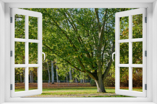 Fototapeta Naklejka Na Ścianę Okno 3D - Herbstliches Panorama mit heller Sonne, die durch die Bäume scheint in Berlin im Treptower Park und Alt Stralau