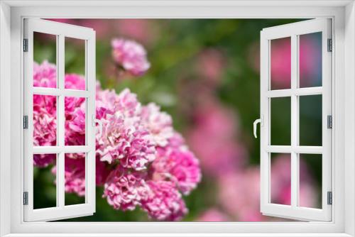 Fototapeta Naklejka Na Ścianę Okno 3D - Pink rose flowers close-up 2