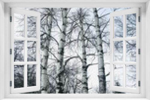 Fototapeta Naklejka Na Ścianę Okno 3D - Birch grove in winter with four trees