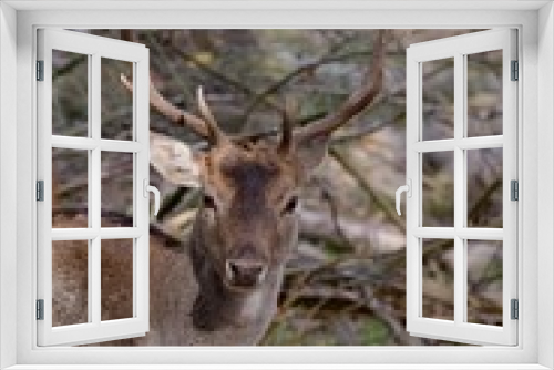 Fototapeta Naklejka Na Ścianę Okno 3D - Deer portrait with natural background