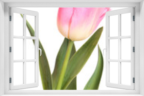 Fototapeta Naklejka Na Ścianę Okno 3D - Pink tulip isolated on white background