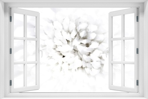 Fototapeta Naklejka Na Ścianę Okno 3D - Soft focus close-up of Chrysanthemum flower. For the background abstract style monochrome tones.