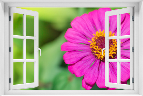 Fototapeta Naklejka Na Ścianę Okno 3D - Colorful of zinnia violacea flowers blooming in garden on sunset time,Soft focus and blur background, Beautiful of nature.
