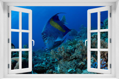Fototapeta Naklejka Na Ścianę Okno 3D - Yellowbar Angelfish, Pomacanthus Maculosus in the tropical coral reef of Red sea 