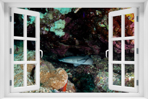 Fototapeta Naklejka Na Ścianę Okno 3D - Whitetip reef shark, Triaenodon obesus closeup 