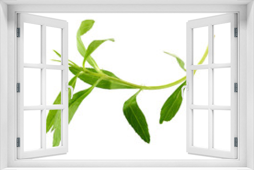 Fototapeta Naklejka Na Ścianę Okno 3D - Fresh tarragon herbs, Tarragon herbs close up isolated on white background