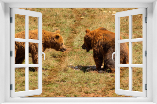 Fototapeta Naklejka Na Ścianę Okno 3D - a brown bear walking through a green meadow