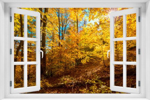 Fototapeta Naklejka Na Ścianę Okno 3D - Beautiful autumn forest with yellow trees and bright sun through the branches. Autumnal background.