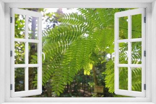Fototapeta Naklejka Na Ścianę Okno 3D - 南国植物