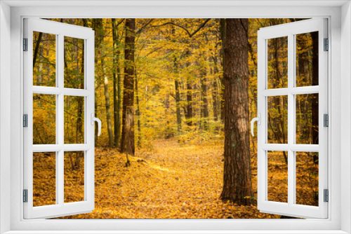 Fototapeta Naklejka Na Ścianę Okno 3D - Autumn forest road landscape. Forest road in autumn season. Golden autumn view