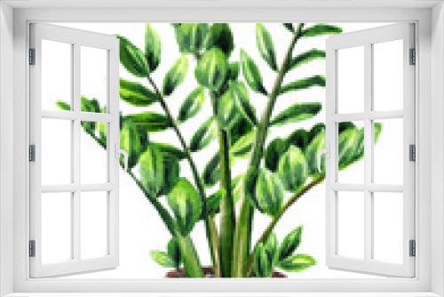 Fototapeta Naklejka Na Ścianę Okno 3D - Tropical plant with green leaves Zamioculcas, Watercolor hand drawn illustration isolated on white background