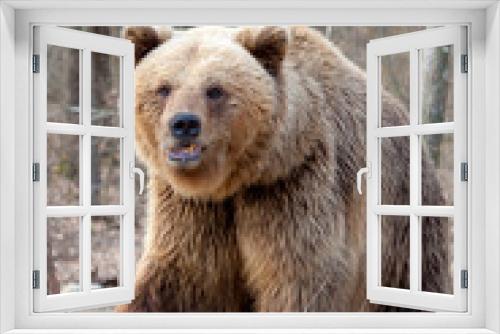 Fototapeta Naklejka Na Ścianę Okno 3D - The brown bear , walking in the forest