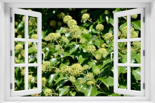 Fototapeta Naklejka Na Ścianę Okno 3D - Flowering ivy common (Hedera helix L.)