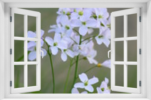 Fototapeta Naklejka Na Ścianę Okno 3D - Wiesenblümchen
