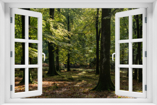 Fototapeta Naklejka Na Ścianę Okno 3D - Woodland walk in the new forest in Autumn .