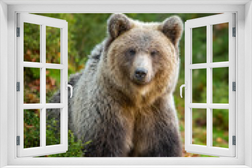 Fototapeta Naklejka Na Ścianę Okno 3D - Brown bear in autumn forest