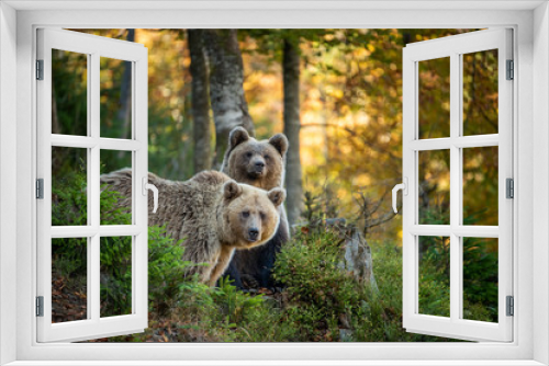 Fototapeta Naklejka Na Ścianę Okno 3D - Brown bear in autumn forest
