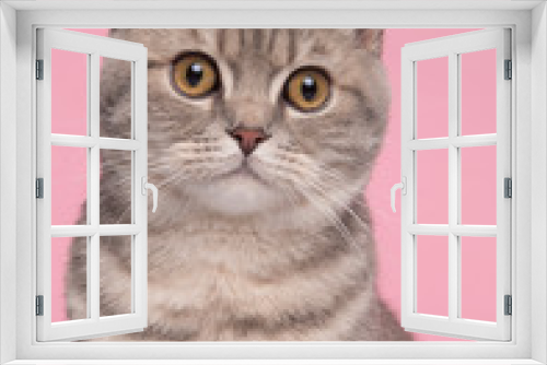 Fototapeta Naklejka Na Ścianę Okno 3D - Portrait of a pretty silver tabby british shorthair cat looking at the camera on a pink background in a vertical image