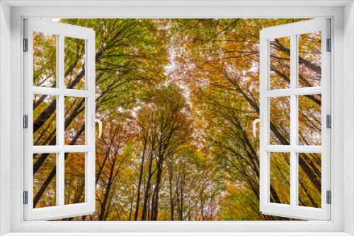 Fototapeta Naklejka Na Ścianę Okno 3D - Colorful foliage of the tree tops in autumn