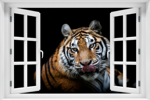 Fototapeta Naklejka Na Ścianę Okno 3D - Portrait of a Tiger with a black background