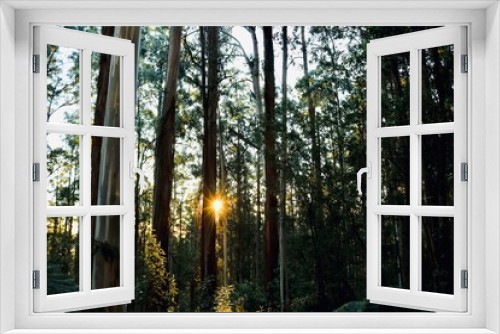 Fototapeta Naklejka Na Ścianę Okno 3D - Yarra Valley, Victoria, Australia