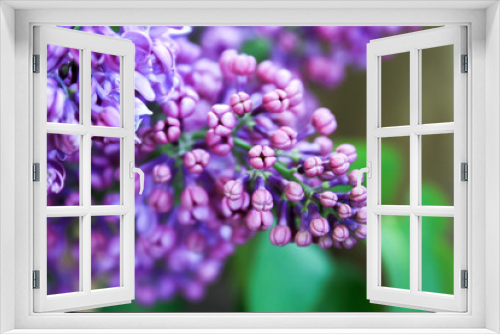 Fototapeta Naklejka Na Ścianę Okno 3D - Beautiful blooming lilac against a blurred green background closeup. Selective focus
