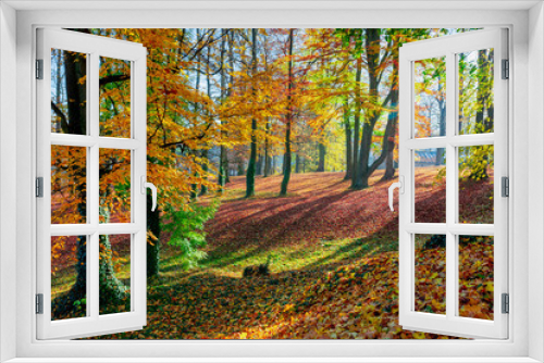 Fototapeta Naklejka Na Ścianę Okno 3D - Romantic fall colored park with trees and morning sunlight. Autumn season natural background. Fall concept in park. Vivid colorful natural scene. Europe