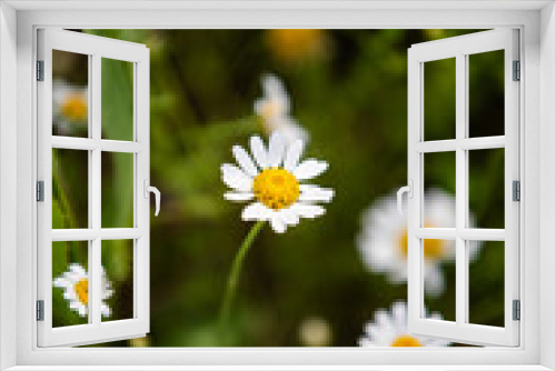 Fototapeta Naklejka Na Ścianę Okno 3D - Flowers 