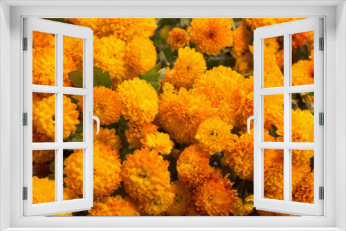 Fototapeta Naklejka Na Ścianę Okno 3D - background of orange chrysanthemums close up